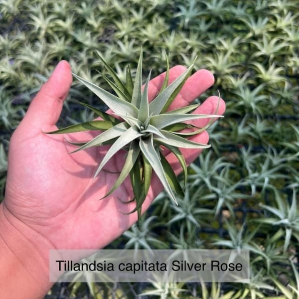 Tillandsia Capitata Silver Rose | plantzone - Image 2