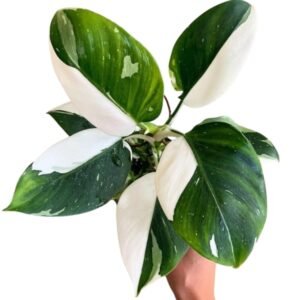 Image of White Princess Philodendron