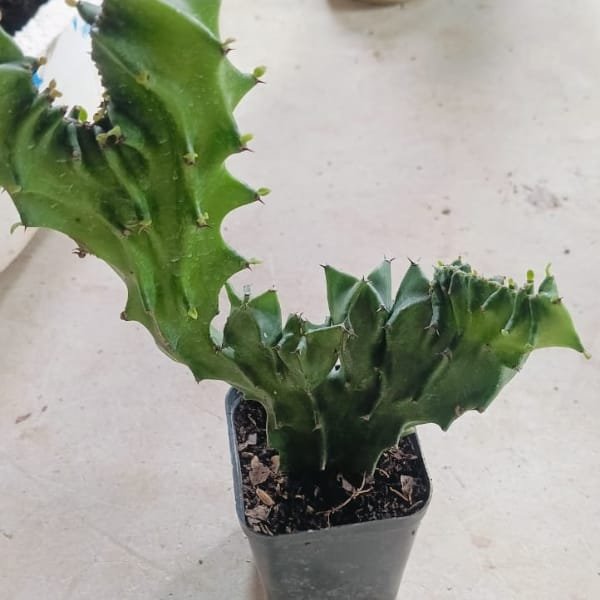 Euphorbia Lactea Cristata Rare Succulent Cactus (live plant) - Image 3