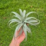 Tillandsia Capitata Silver Rose | plantzone