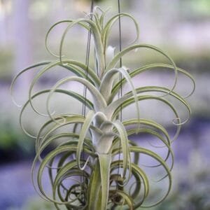 image of Tillandsia Intermedia