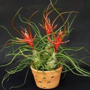 Image of Tillandsia Bulbosa Mini