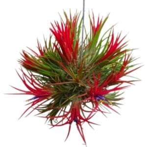 Image of Tillandsia Ionantha Fuego