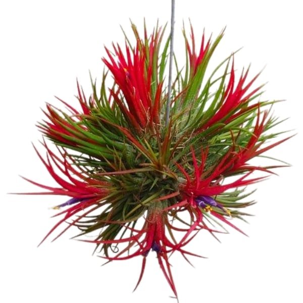 Image of Tillandsia Ionantha Fuego