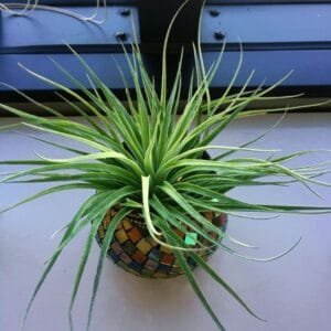 Image of Tillandsia Ionantha Stricta