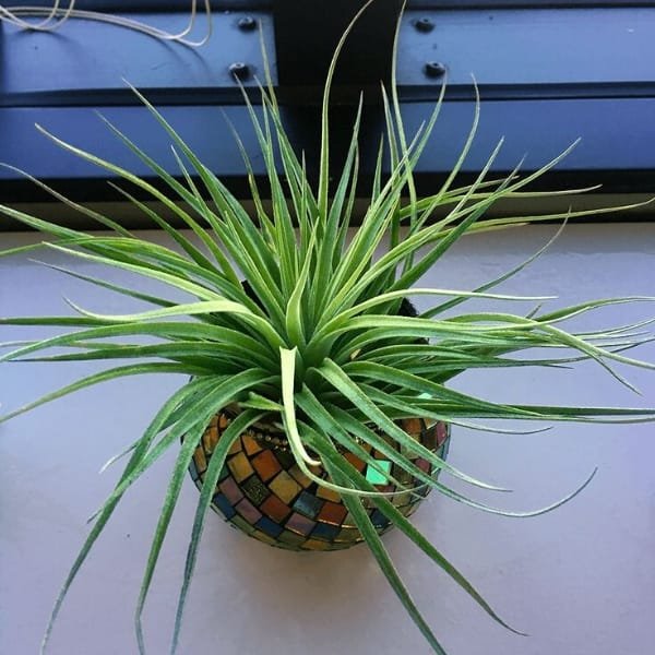 Image of Tillandsia Ionantha Stricta