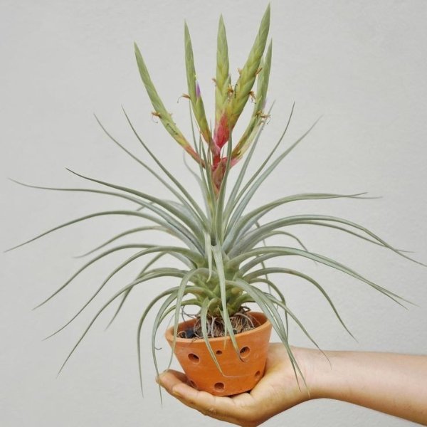 Image of Tillandsia X Paucifolia