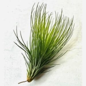 Image of Tillandsia Funkyone