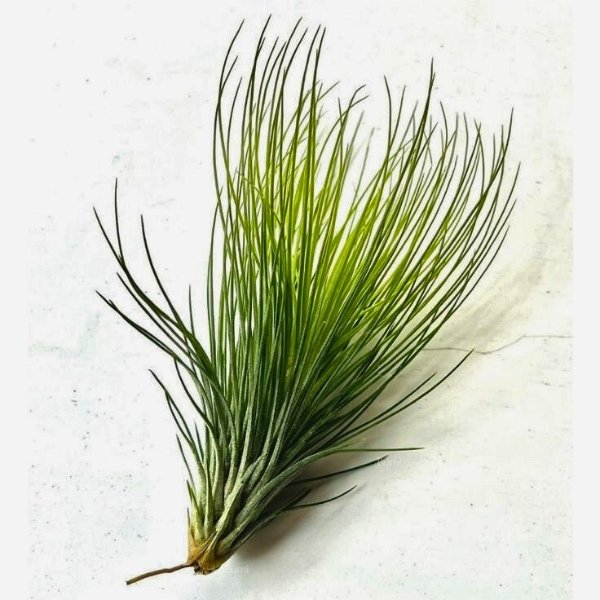 Image of Tillandsia Funkyone