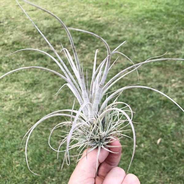 Image of Tillandsia pringlei